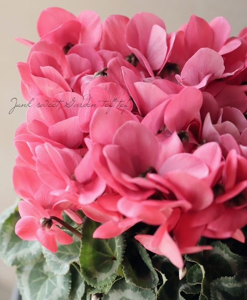 あんさく様 リクエスト 2点 まとめ商品　シクラメン　ピコティ　他 シクラメン 『ディープココア』 シックな色合い！ | すべての商品