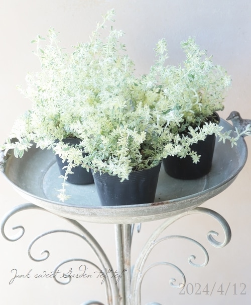 Luzerne ゴールド花柄ショープレート『ディーバロータス』 Luzerne ゴールド花柄ショープレート『ディーバロータス』 Luzerne