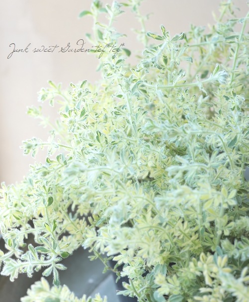 Luzerne ゴールド花柄ショープレート『ディーバロータス』 Luzerne ゴールド花柄ショープレート『ディーバロータス』 Luzerne