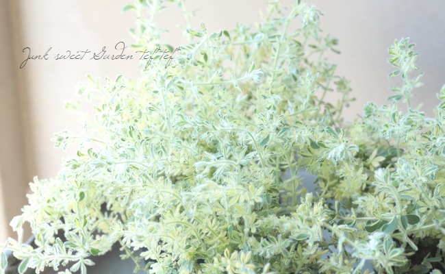 プレミアムロータス 『ゴールド』 | すべての商品 | | Junk sweet