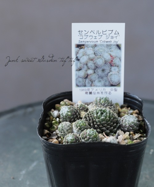 多肉植物】センペルビウム『コブウェブ・ジョイ』 | Leaf Species,多肉