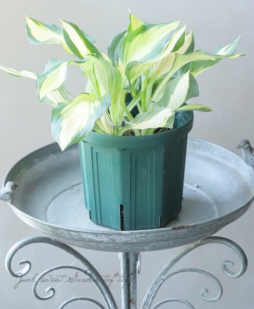 �ۥ��������ܥ��� �إ��顼�ե����ƥ��Х��