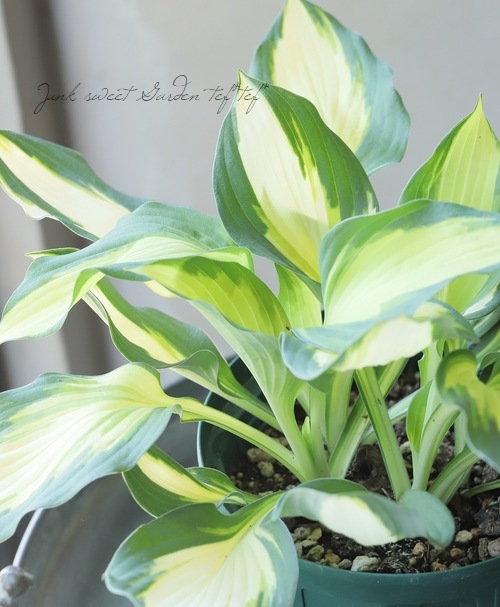 �ۥ��������ܥ��� �إ��顼�ե����ƥ��Х��