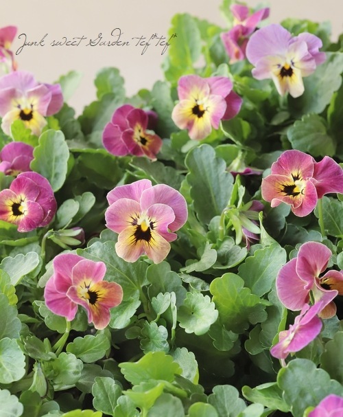 ☆みもとビオラ 『ピンクコアラ』 【変わり咲き】 | すべての商品