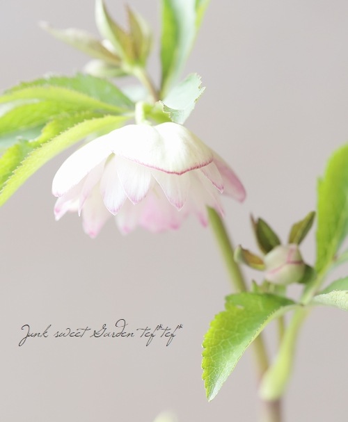 クリスマスローズ 楽天市場】クリスマスローズ ダブル 開花株 抹茶あずきバイ