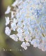 �ǥ��ǥ����������إ֥롼�졼���ե��١�����������