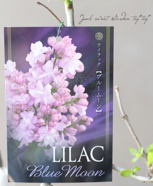 ライラック 『ブルームーン』 | すべての商品 | | Junk sweet Garden