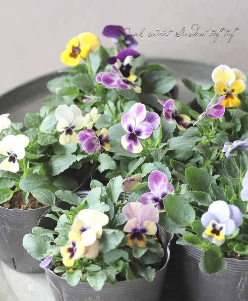 ☆みもとビオラ 『トルニーMIX』 | すべての商品 | | Junk sweet