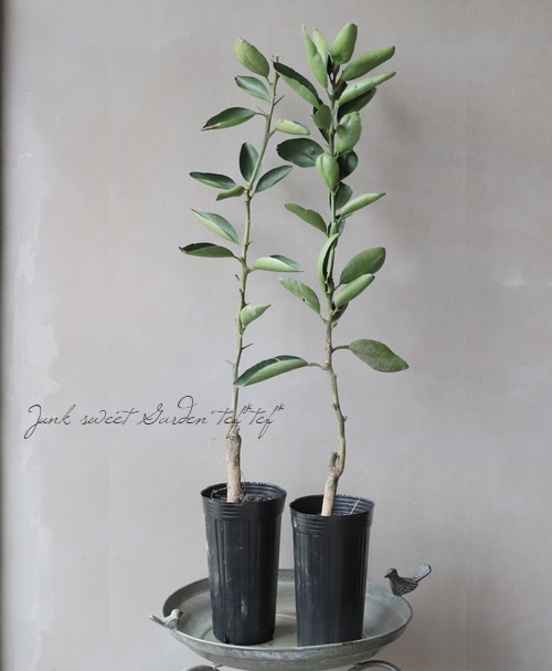 果樹】みかん『せとか』激甘！ミカンの大トロ！ | 花苗 | | Junk sweet