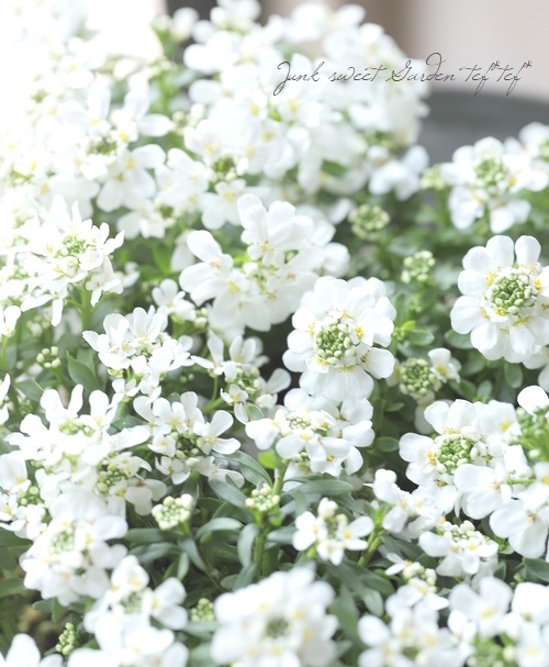 �ɺ����٥ꥹ���إ��󥸥���١����