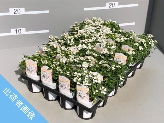 �ɺ����٥ꥹ���إ��󥸥���١����