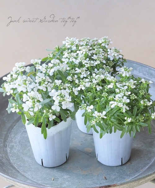 �ɺ����٥ꥹ���إ��󥸥���١����