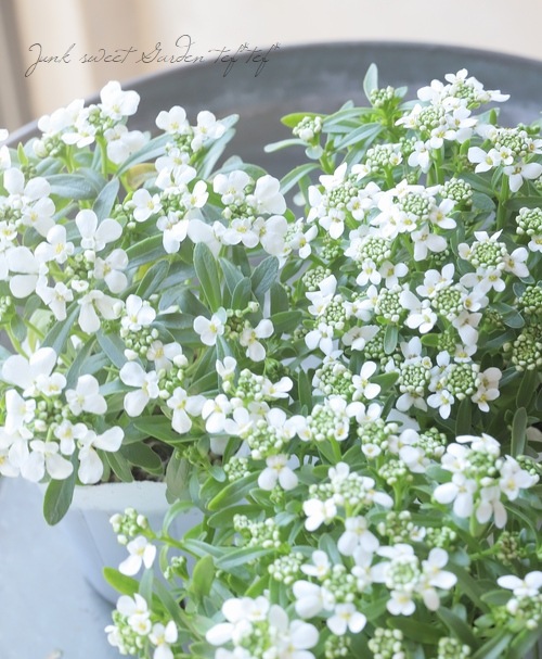 �ɺ����٥ꥹ���إ��󥸥���١����