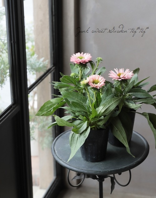 エキナセア 『サンシーカーサーモン』 | すべての商品 | | Junk sweet