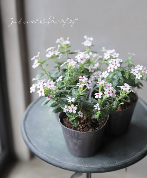 ˾إ˥˥ߥ˥ʥ إۥ磻ȥ꡼