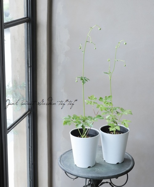 落ちついた中にも華やかさがある？葉実の小紋 4月中旬に見える上高地の植物たち