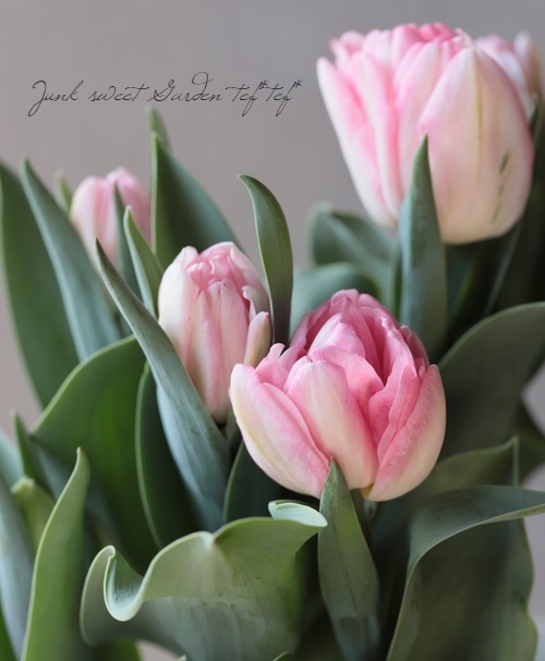 球根】 八重咲きチューリップ 『アンジェリーケ』 遅咲き | 球根