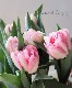 �ڵ庬�� Ȭ�ź餭���塼��åס��إ��󥸥��꡼���� �ٺ餭