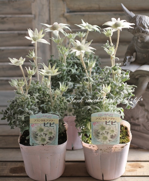 卓上の花 今日は水曜教室の日。 シンプルに2種の花材でした。 #エニシダ #バラ