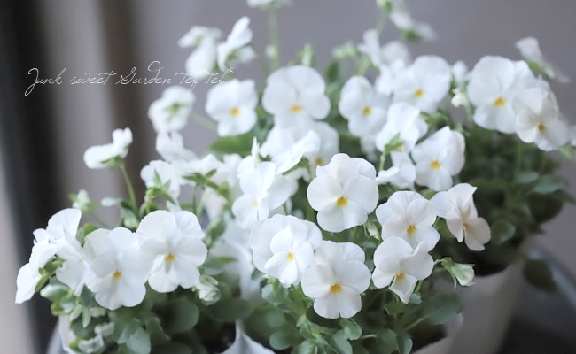 ビオラ・ピエナ 『ピュアホワイト』 | すべての商品 | | Junk sweet