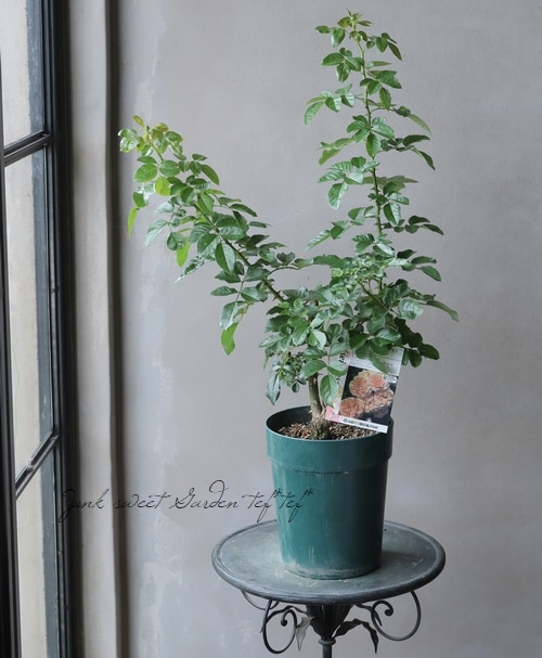 バラ苗 シナモンチャイ すべての商品 Junk Sweet Garden Tef Tef バラ苗 シナモンチャイ すべての商品 Junk Sweet Garden Tef Tef