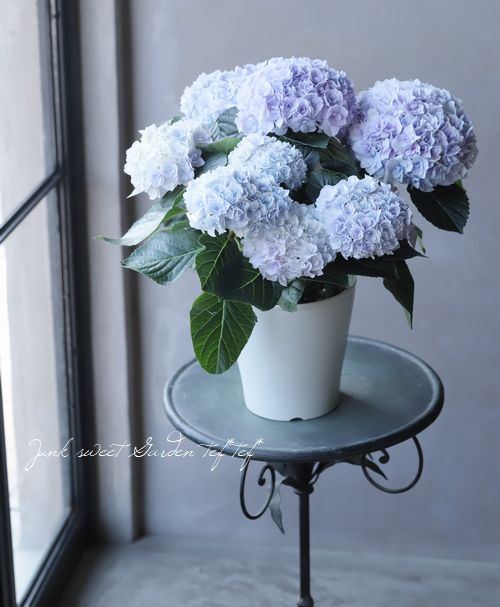 紫陽花 『エリィ』 八重咲き | すべての商品 | | Junk sweet Garden