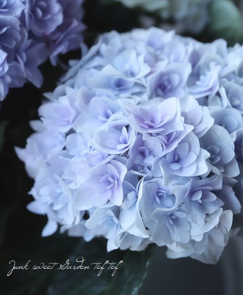 紫陽花 『エリィ』 八重咲き | すべての商品 | | Junk sweet Garden