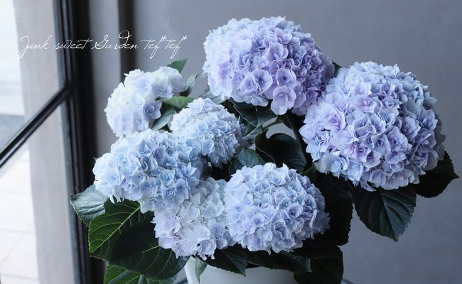 紫陽花 紫陽花 『エリィ』 八重咲き | すべての商品 | | Junk sweet Garden
