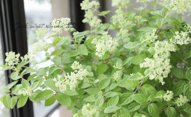 ピラミッド紫陽花 ノリウツギ ボブシェル 希少 すべての商品 Junk Sweet Garden Tef Tef