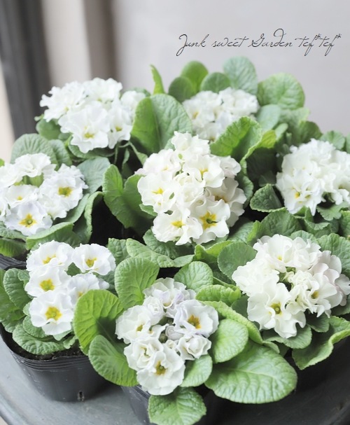 プリムラ・プラチナジュリアン ラヴィス 『ホワイト』 | すべての商品