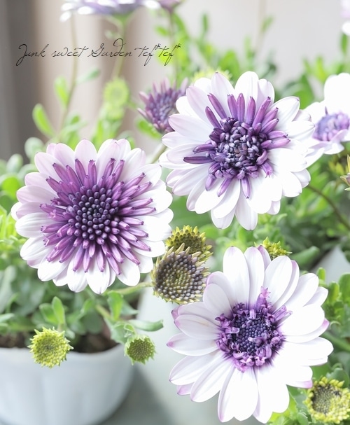 宿根 フランス直輸入 八重咲き 芳香 ライラック『カルベティエム