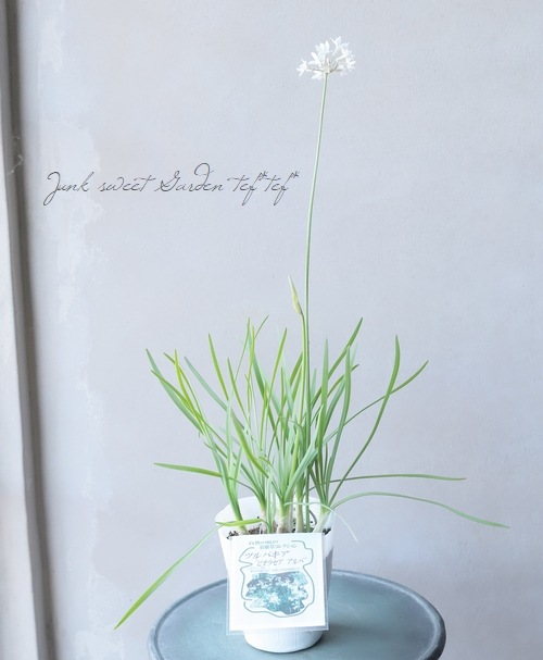 球根植物】ツルバキア・ビオラセア 『アルバ』 | すべての商品