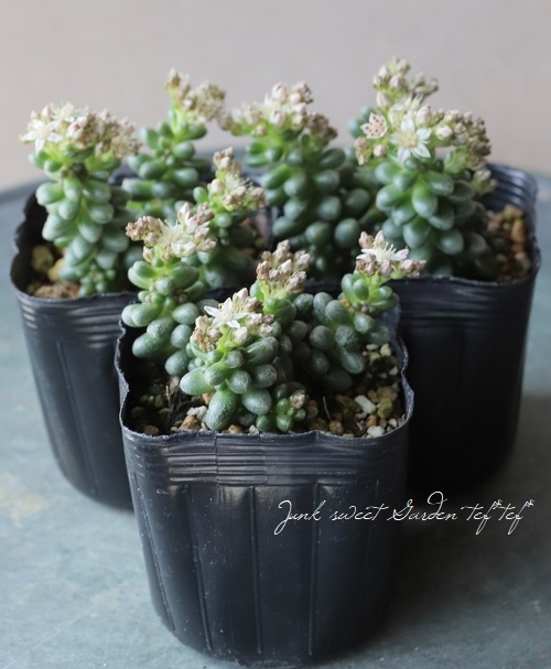 多肉植物】 『玉連 -ギョクレン-』 セダム属 | すべての商品 | | Junk