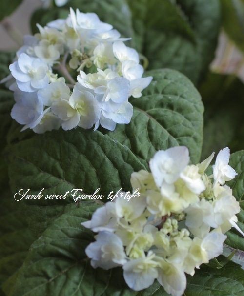 吉岡麗子さん 山紫陽花 八重甘茶 ブルー Flower Species アジサイ Junk Sweet Garden Tef Tef