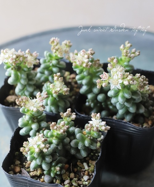 ��¿����ʪ�� �ض�Ϣ -���祯���-�١�������°��