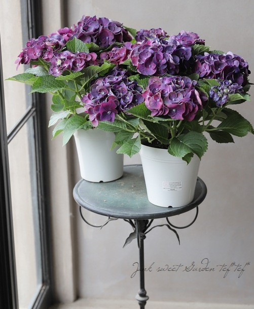 紫陽花 『HBAカーリーウーリー』 パープル | すべての商品 | | Junk