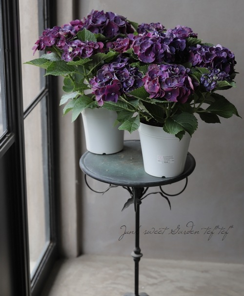 紫陽花 『HBAカーリーウーリー』 パープル | すべての商品 | | Junk