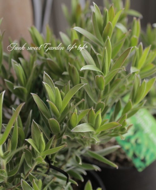 貴重！リューカデンドロン 『スターグリーン』 オーストラリアン