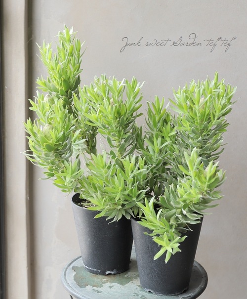 貴重！リューカデンドロン 『スターグリーン』 オーストラリアン