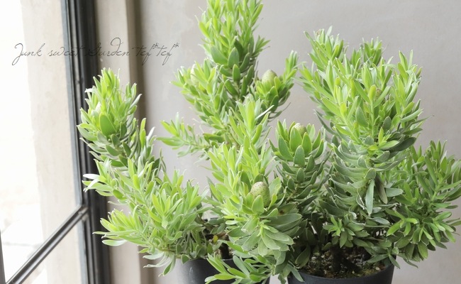 スモークツリー とリューカデンドロンのグリーンオーバルリース　クラスペディア ユーカリ・スモークツリーリース No.112 | green88