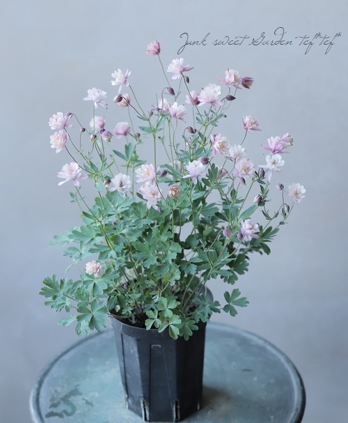 ���Υ����ޥ�����Ȭ�ť���ƥ������ԥ󥯡��ۥ磻�ȡ� ��4������å�ȭ C�����ס�