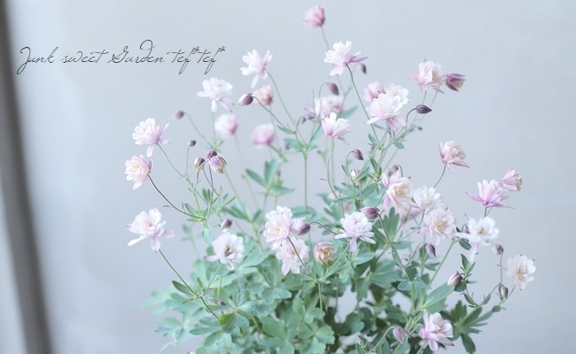 西洋オダマキ 『八重アンティークピンク～ホワイト』 【4寸スリット鉢