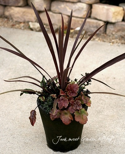 コルジリネ レッドスター 85cm 赤い葉