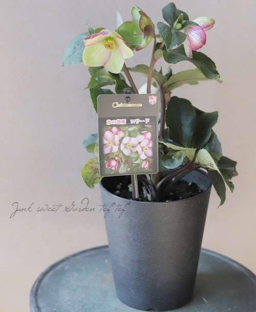 クリスマスローズ Ice N'roses 氷の薔薇 『ロサード』 | すべての商品