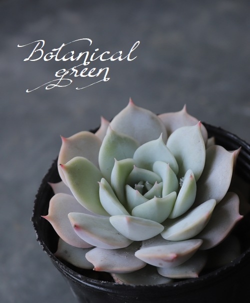 ��¿����ʪ�ۡ���Fleur Blanc��-�ե롼��֥��- �٥����٥ꥢ°���ڹ���