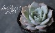 ��¿����ʪ�ۡ���Fleur Blanc��-�ե롼��֥��- �٥����٥ꥢ°���ڹ���