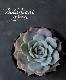 ��¿����ʪ�ۡ���Fleur Blanc��-�ե롼��֥��- �٥����٥ꥢ°���ڹ���