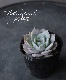 ��¿����ʪ�ۡ���Fleur Blanc��-�ե롼��֥��- �٥����٥ꥢ°���ڹ���
