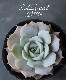 ��¿����ʪ�ۡ���Fleur Blanc��-�ե롼��֥��- �٥����٥ꥢ°���ڹ���