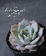 ��¿����ʪ�ۡ���Fleur Blanc��-�ե롼��֥��- �٥����٥ꥢ°���ڹ���